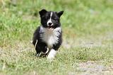 BORDER COLLIE 656